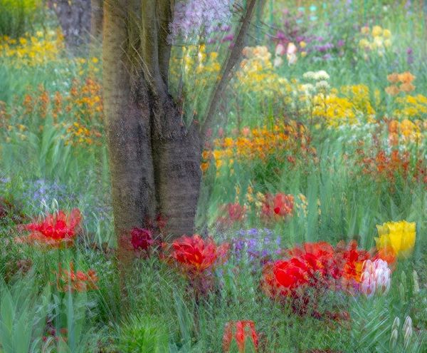 France-Giverny Impression of flowers in Monets Garden